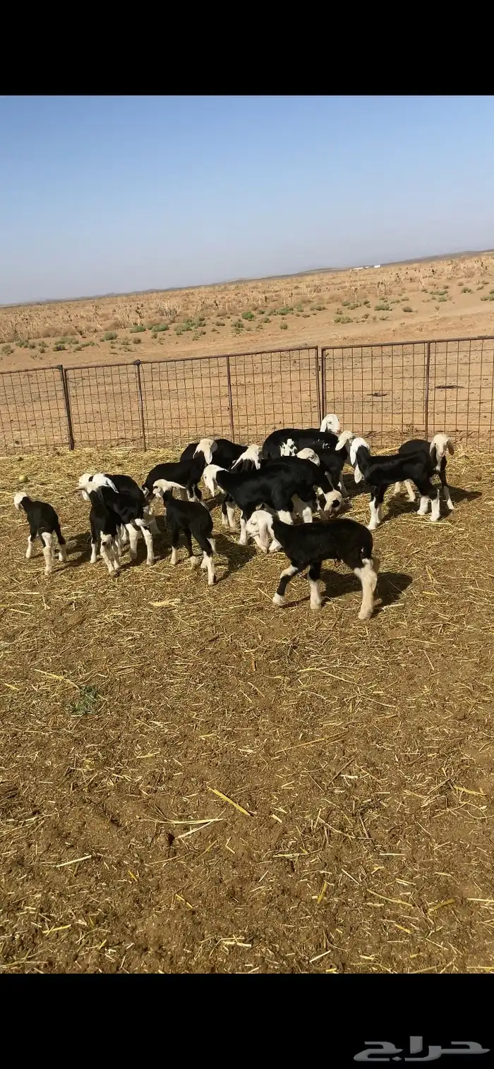 دواغير نجد 1