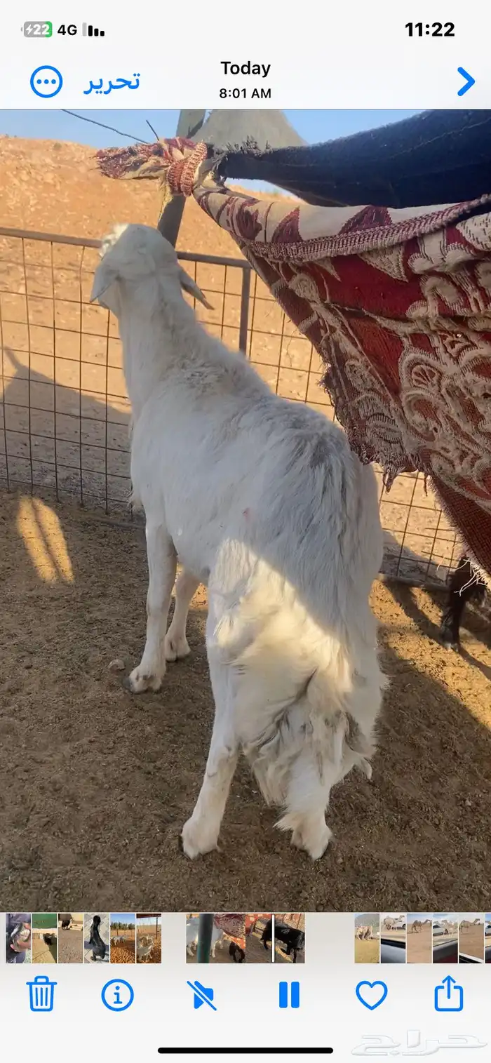 فحل حري مشروط 1