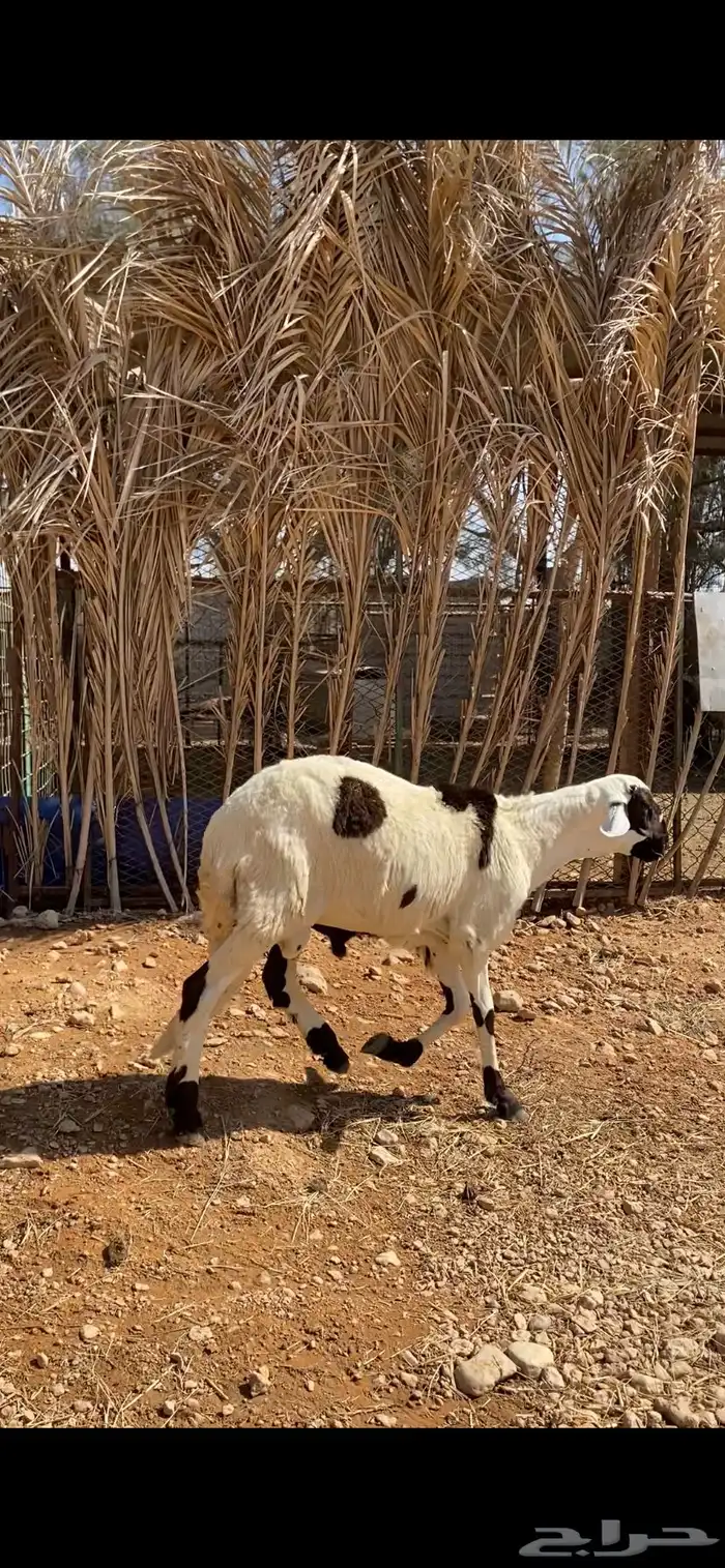 سواكن طيبة عدد 3 للبيع 3