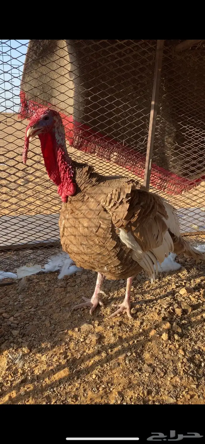 ديك رومي ودجاج رومي العدد 3 0