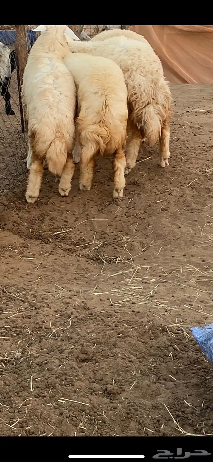 رخال حريات اعمار 6 0