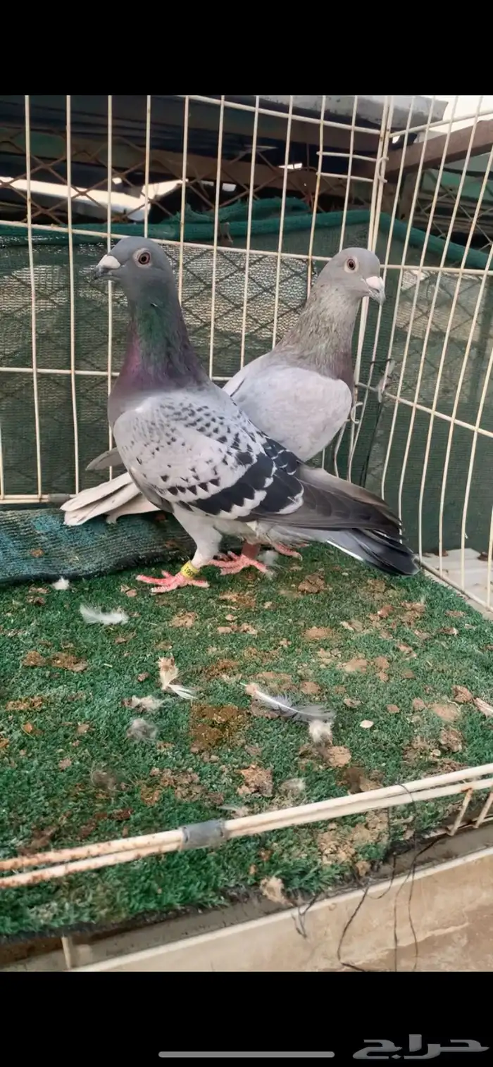 جوز زاجل سباق 2