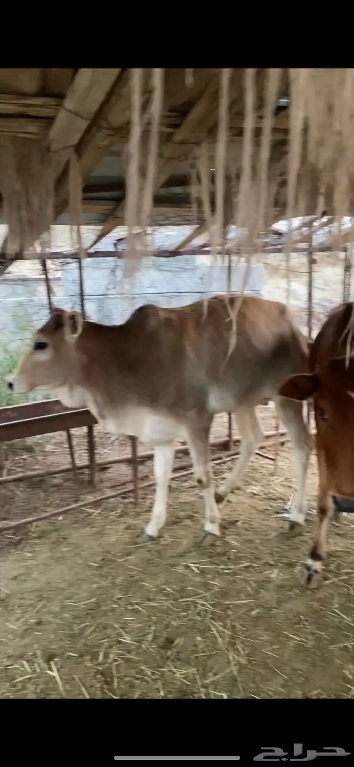 حسلان وحسايل بلدي المخواة 1