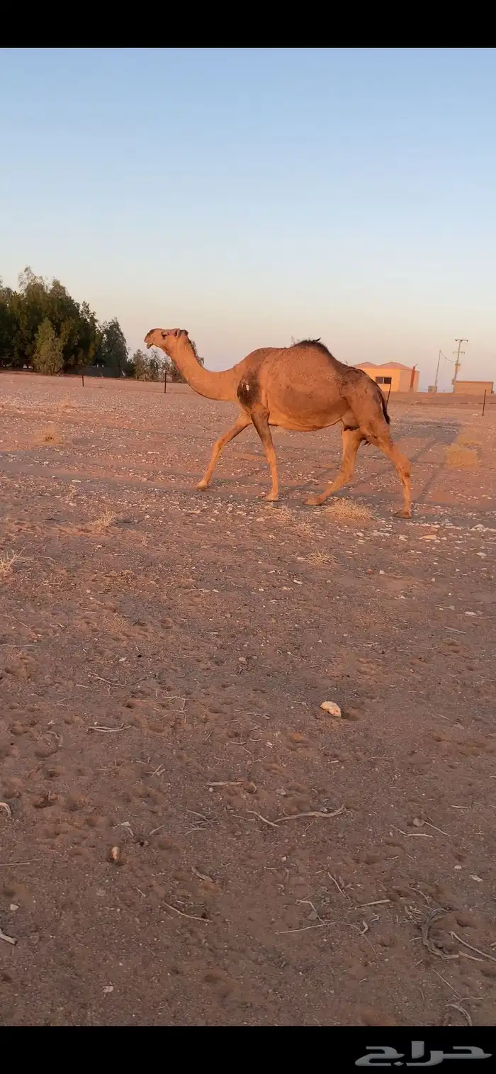 لقحه حمرا موطي للبيع 0