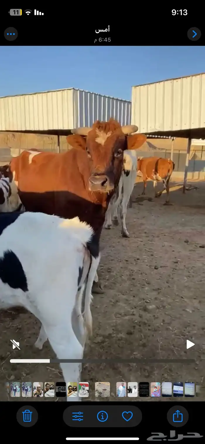 بقر للبيع الموقع ينبع النخل 3