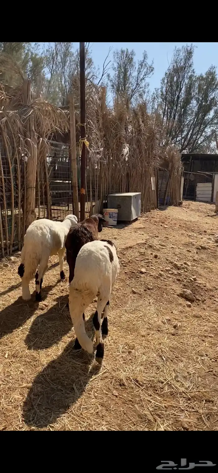 سواكن طيبة عدد 3 للبيع 2