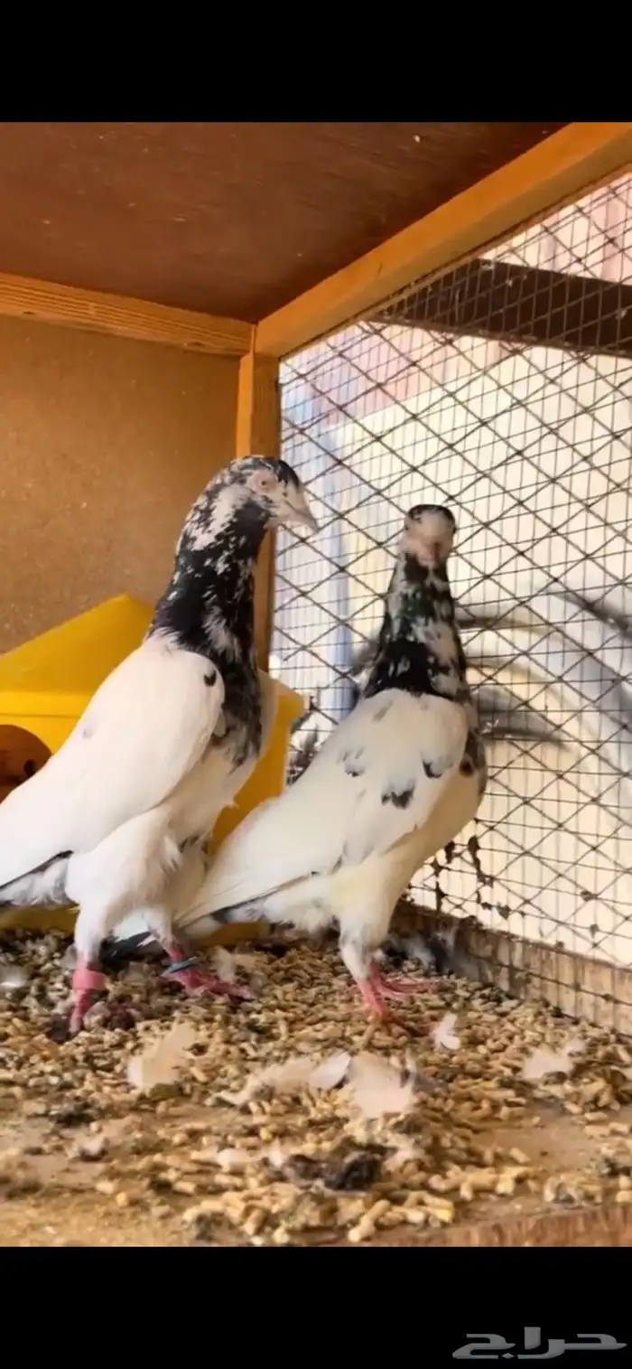 جوز حمام بكستاني 0