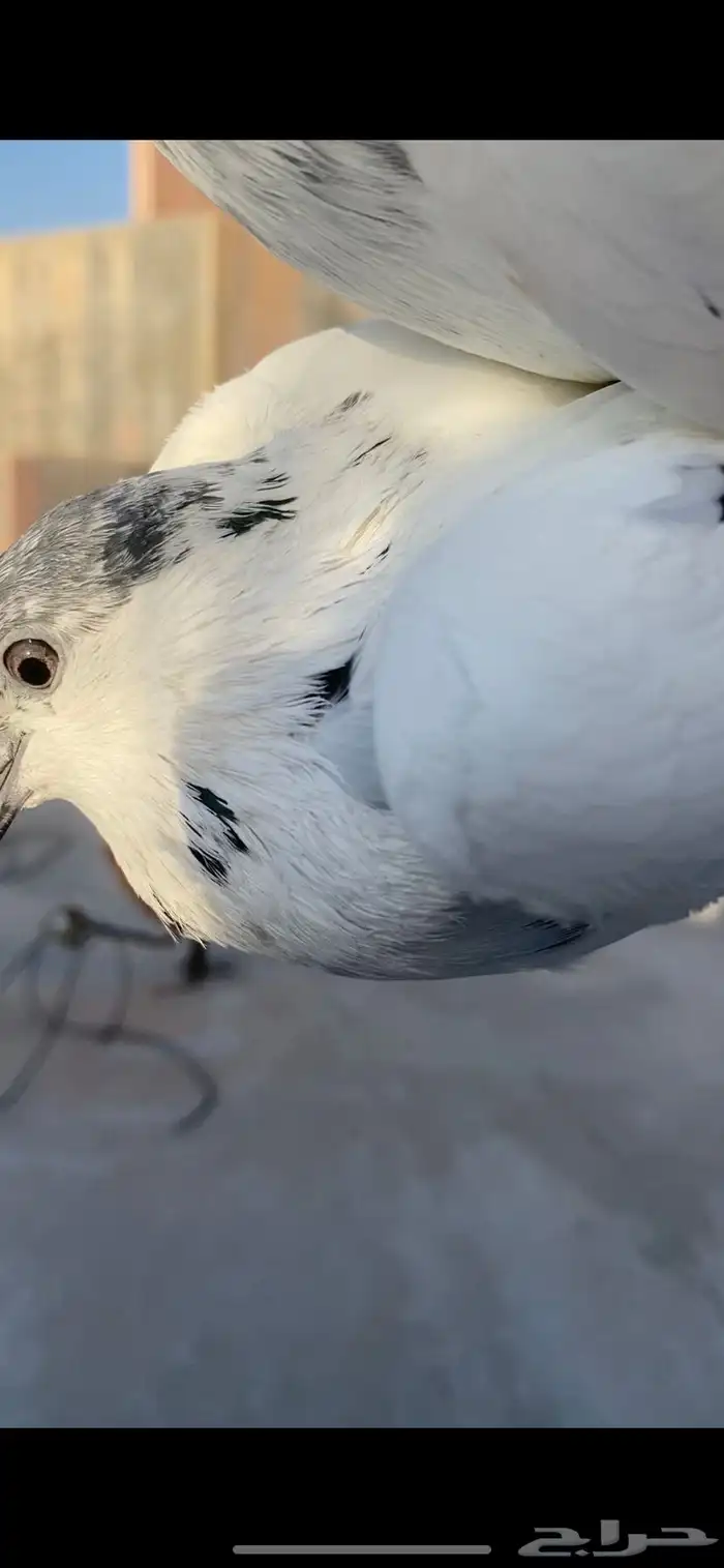 حمام باكستاني 4