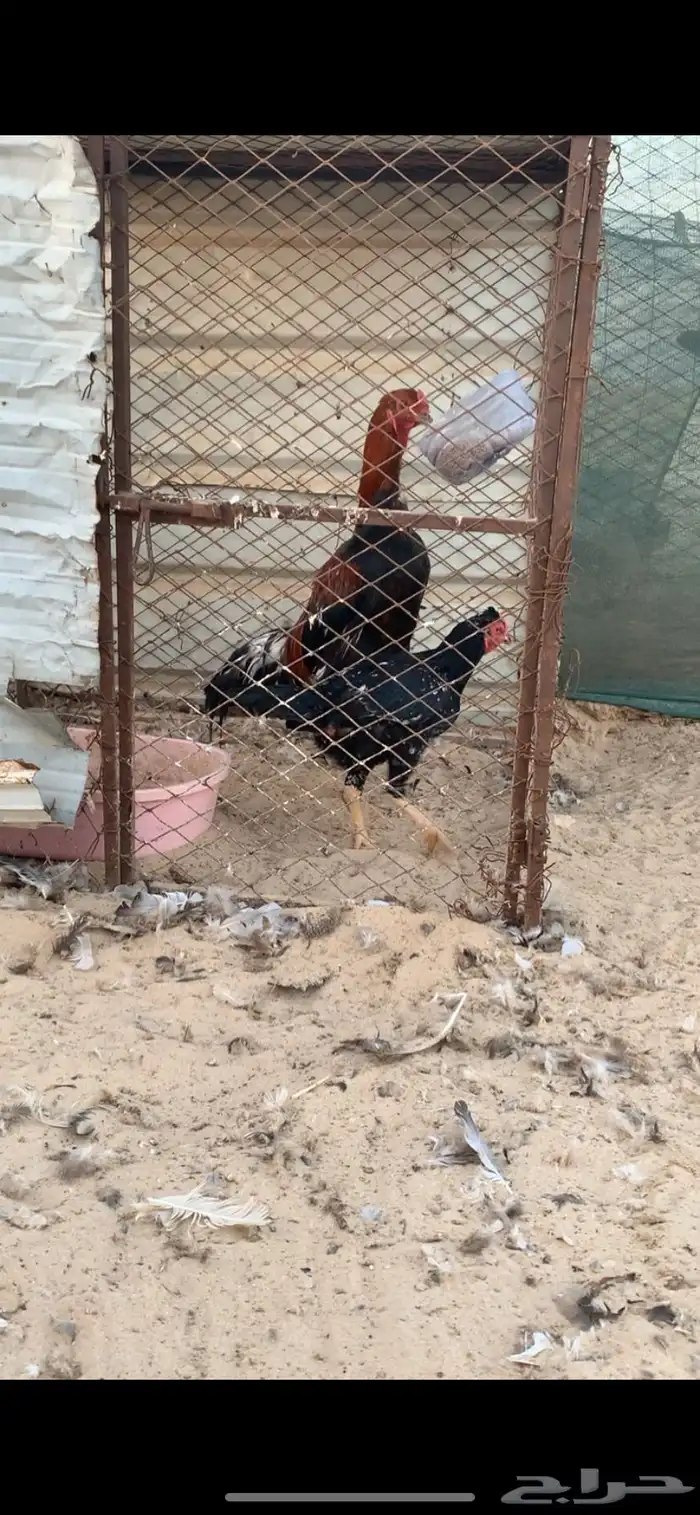 دجاج بكستاني   براهما 3