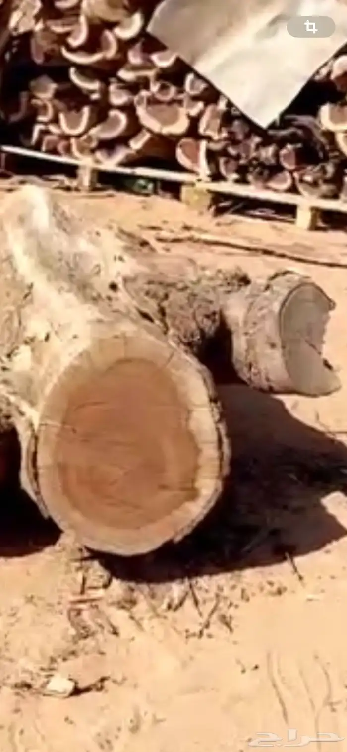 حطب مستورد يابس شرط 1