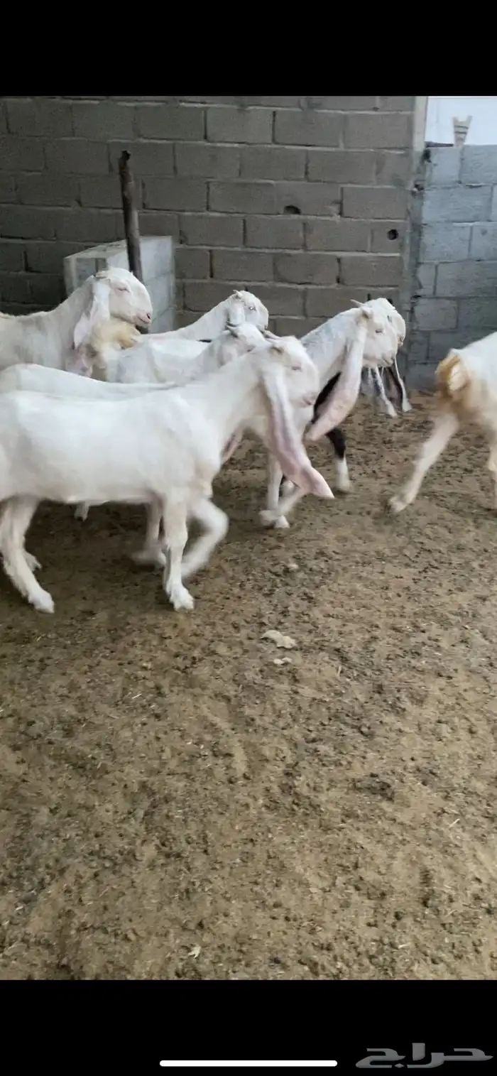 جفار بيض للبيع 3