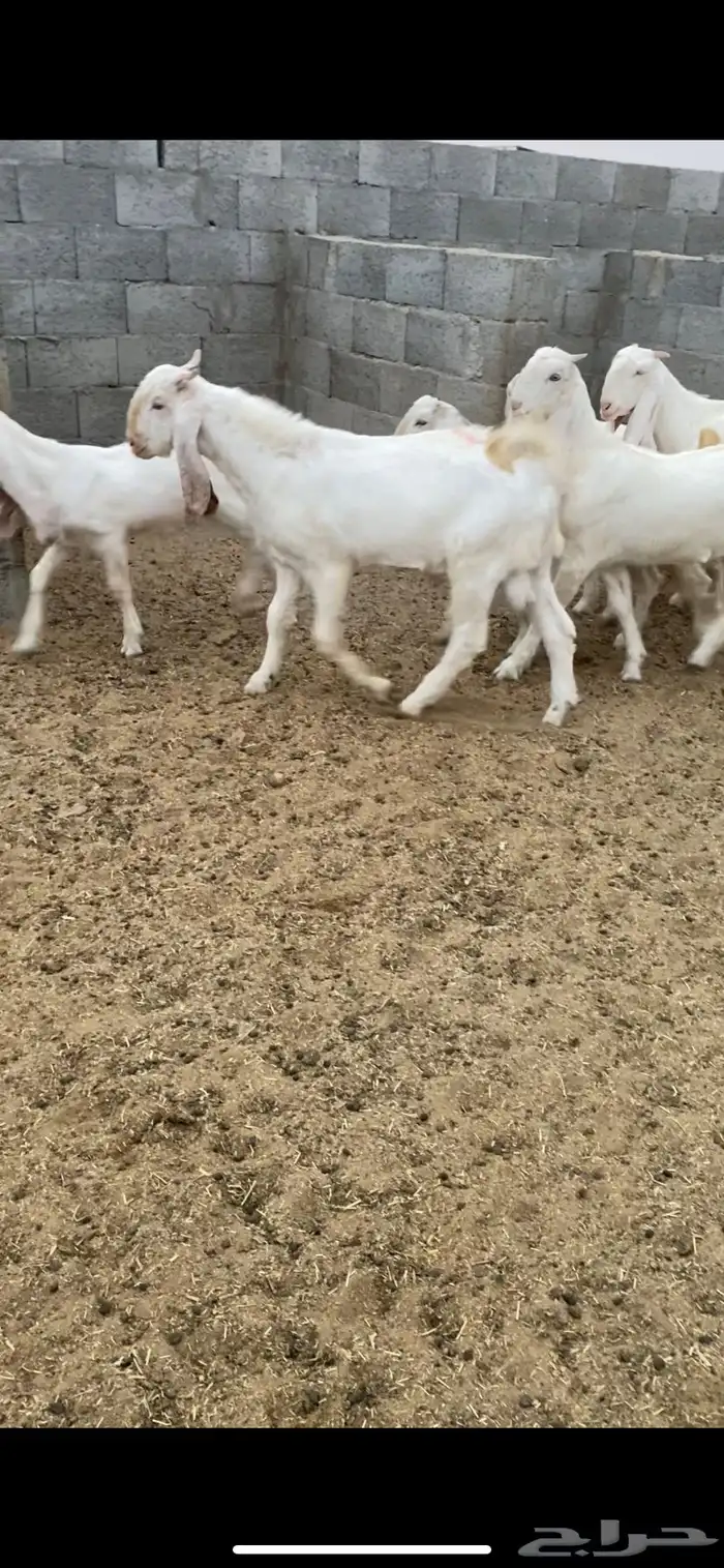 جفار بيض للبيع 1