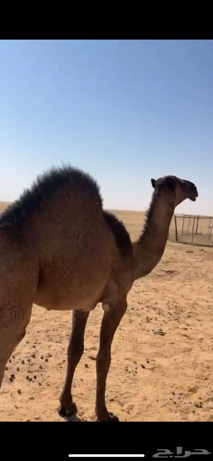 للبيع قعود 1