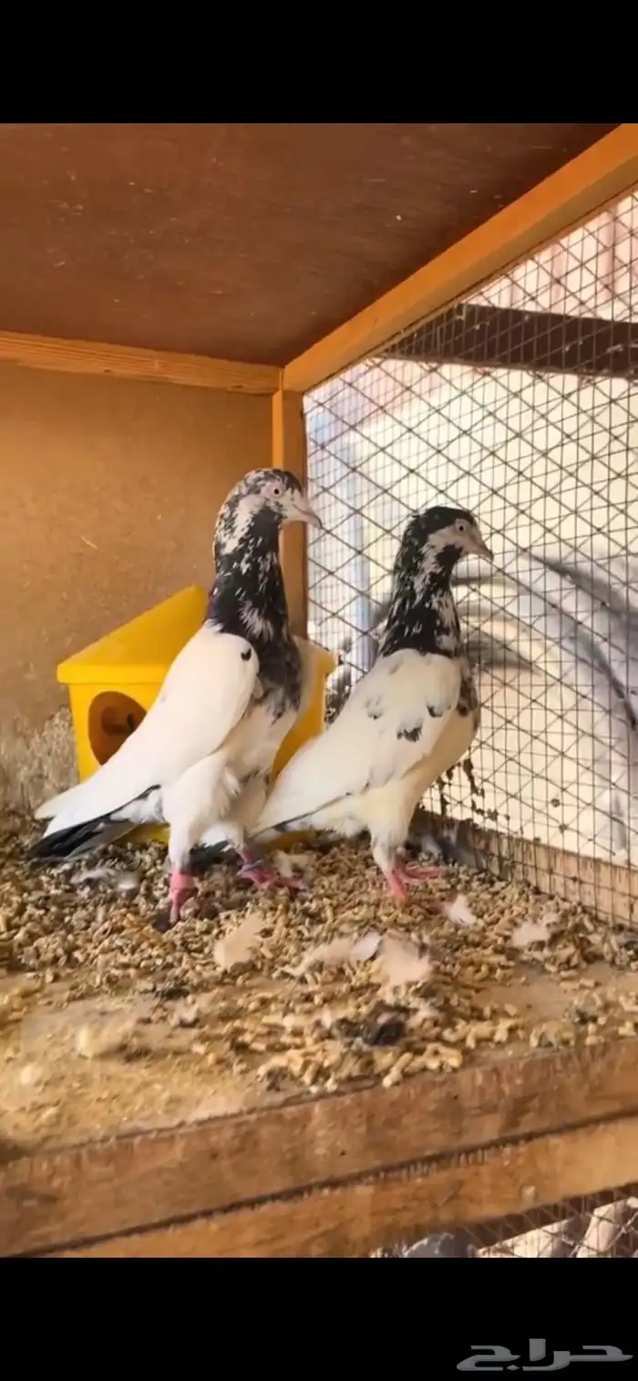 جوز حمام بكستاني 3