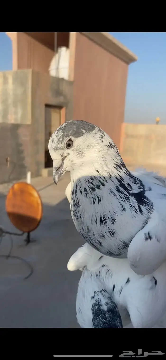 حمام باكستاني 3