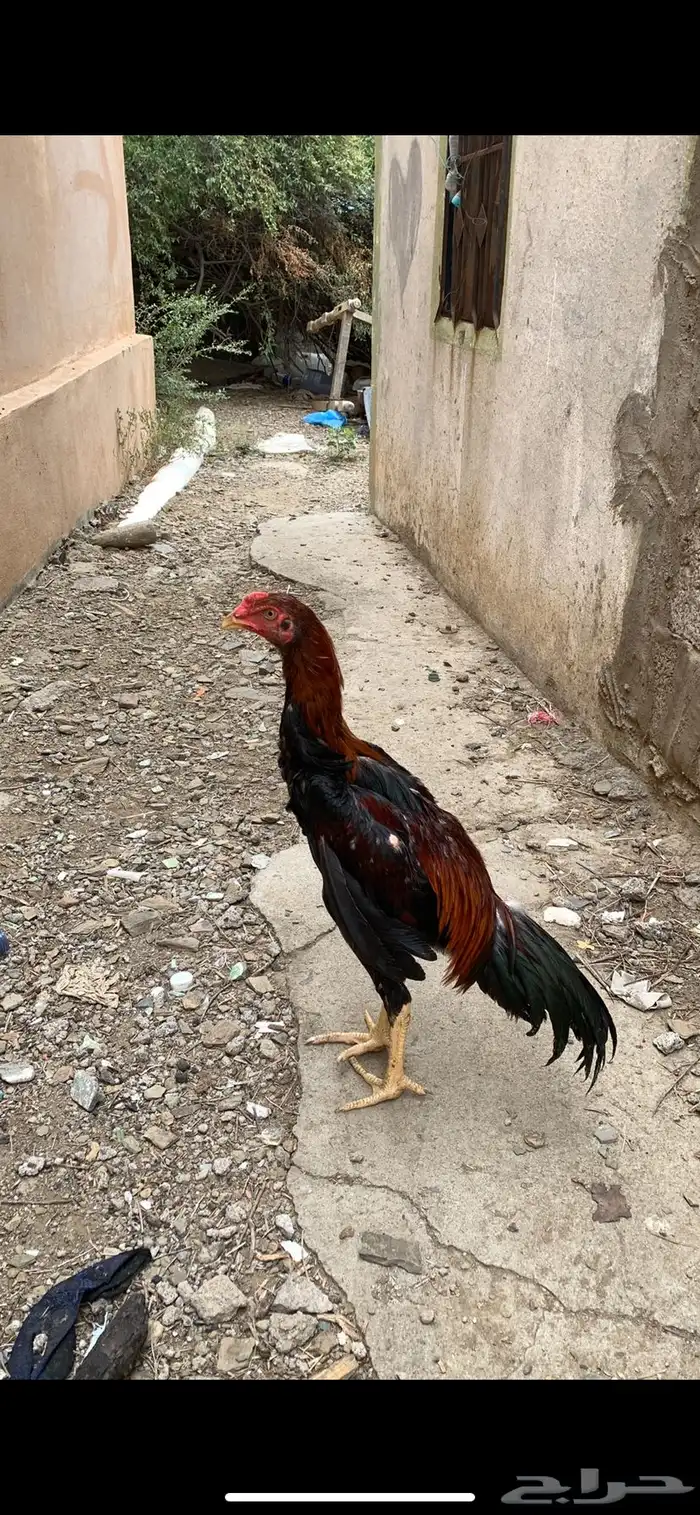 ديك شامو يباني 0