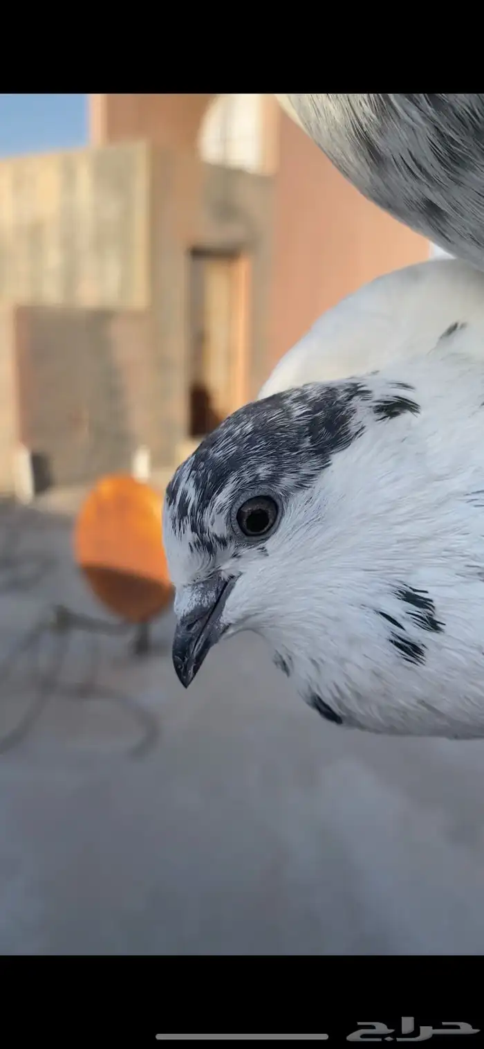 حمام باكستاني 2