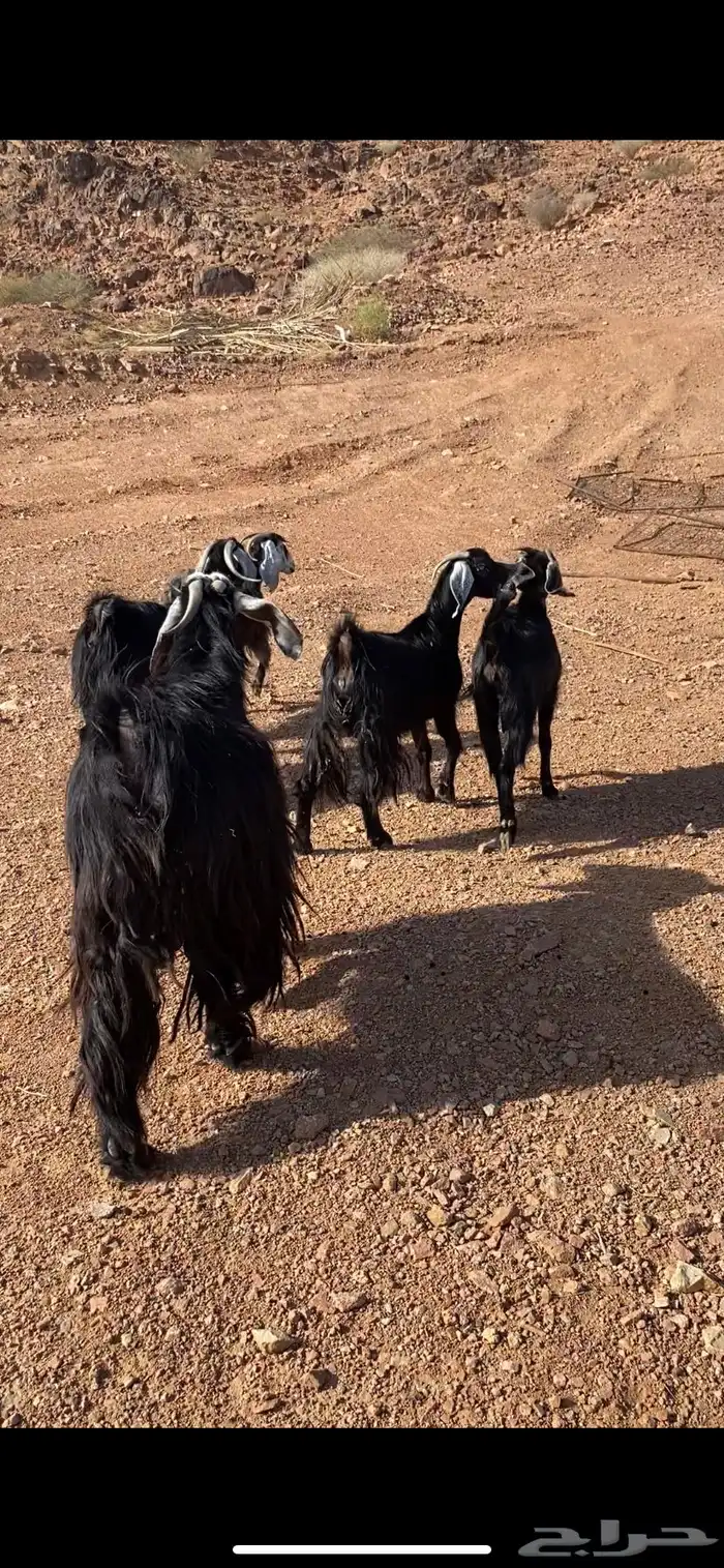 معزا حبشيات اصيله جروم(( تم البيع)) 2