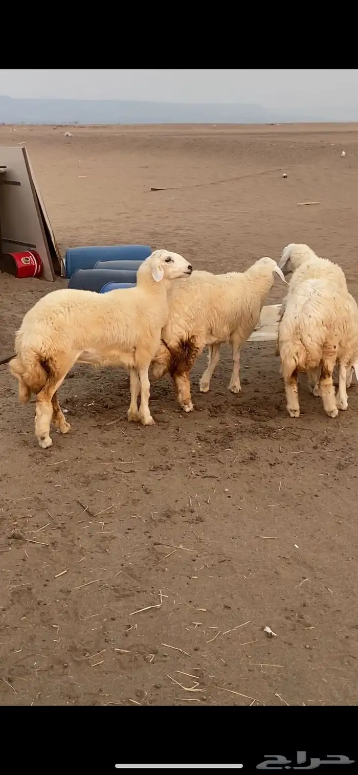 رخال حريات اعمار 6 1