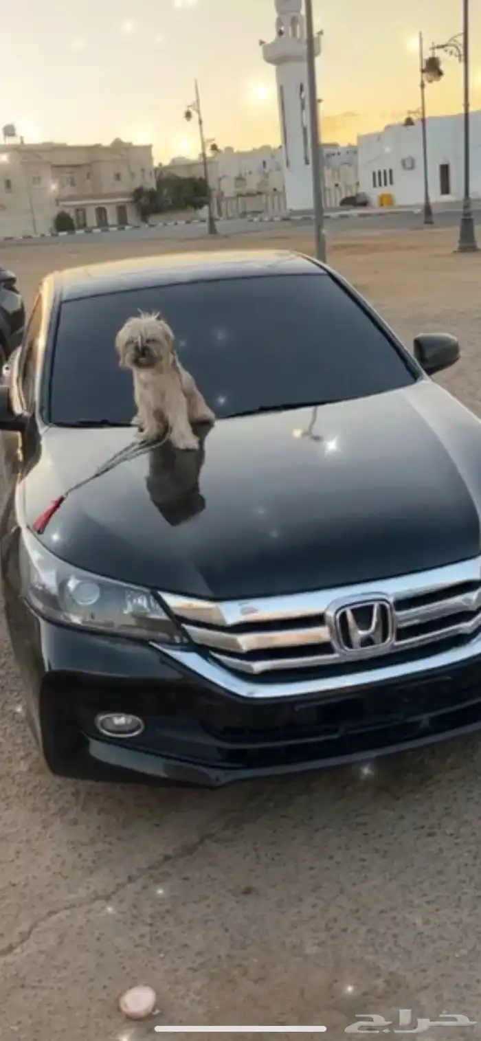 كلب امريكي 1