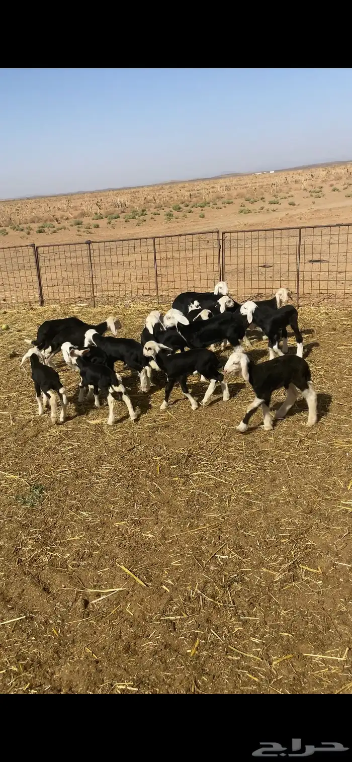 دواغير نجد 0