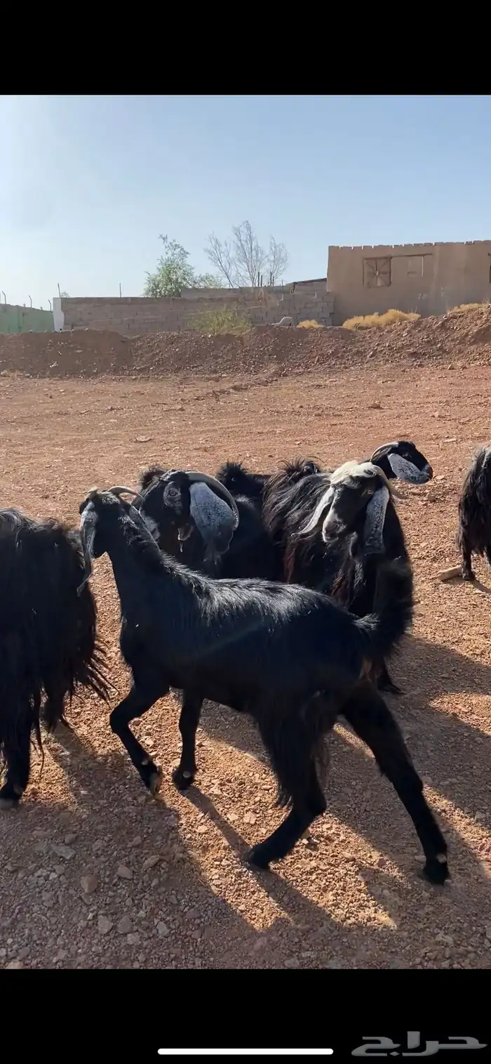 معزا حبشيات اصيله جروم(( تم البيع)) 3