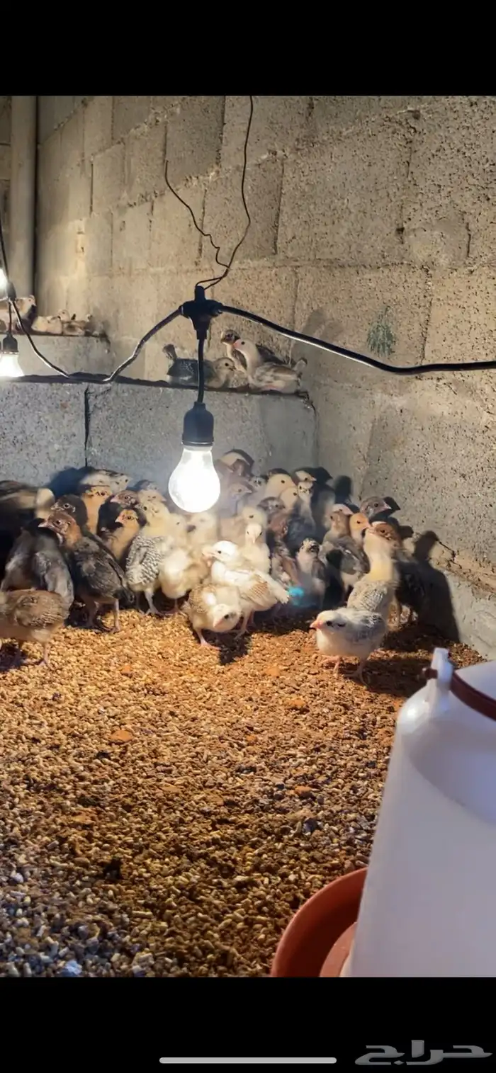 للبيع صوص بلدي نشيط محصن 2