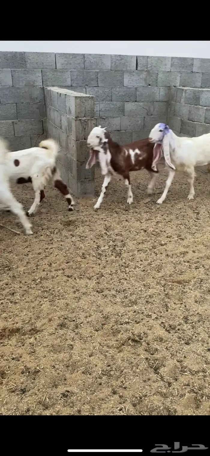 جفار بيض للبيع 0