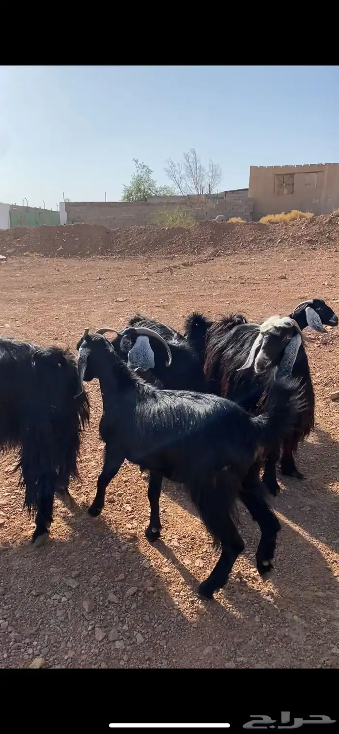 معزا حبشيات اصيله جروم(( تم البيع)) 1