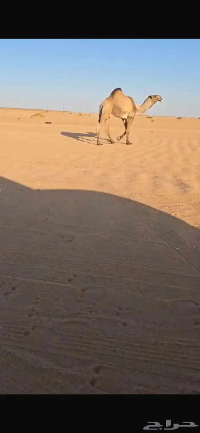 قعود كفوا سنه ثني 0