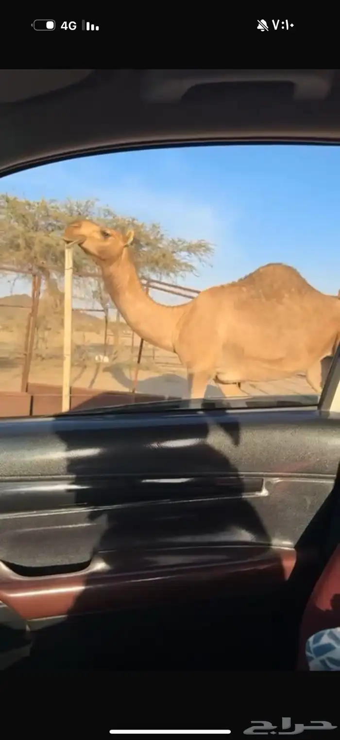 معشر حمرا شيخه كفو السن رباع 1