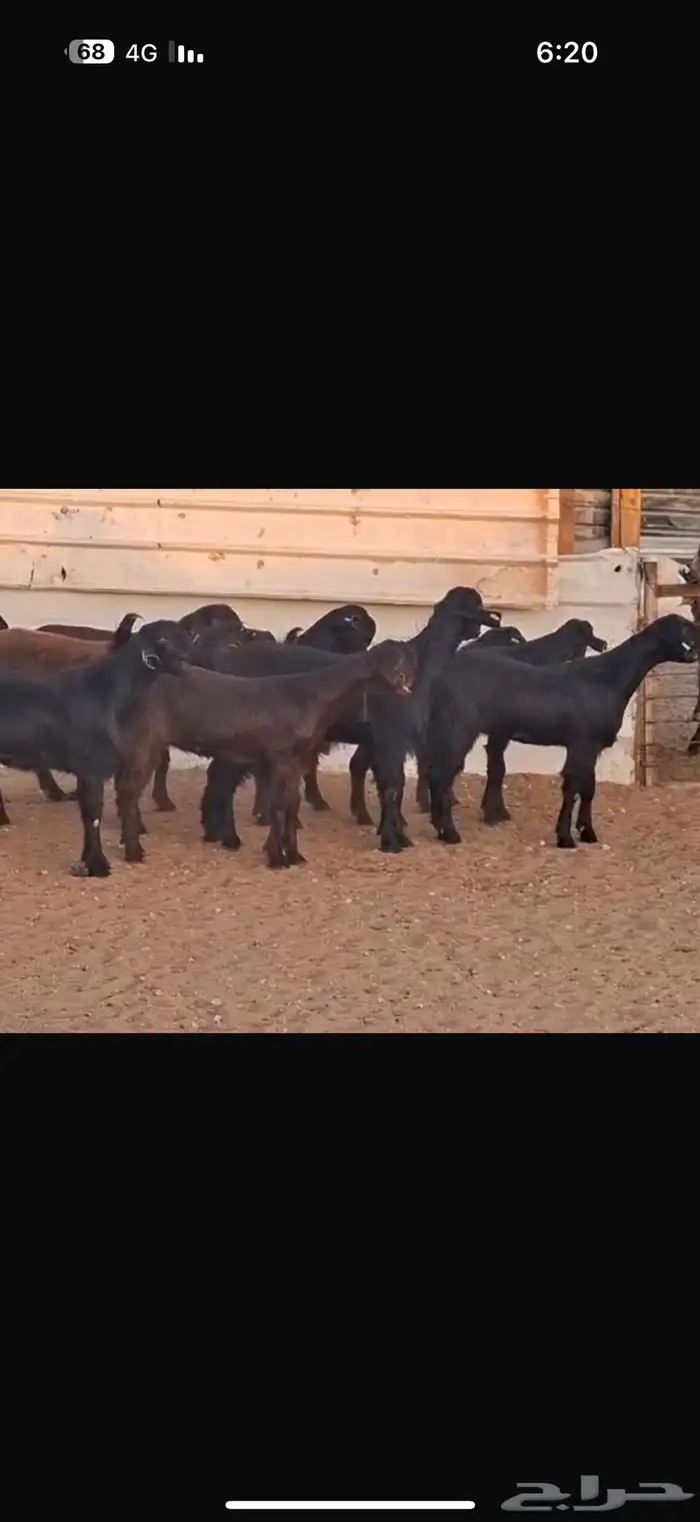 شاميات جذعات 12