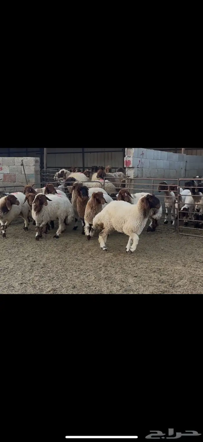 جذعات نعيم مضاريع 0