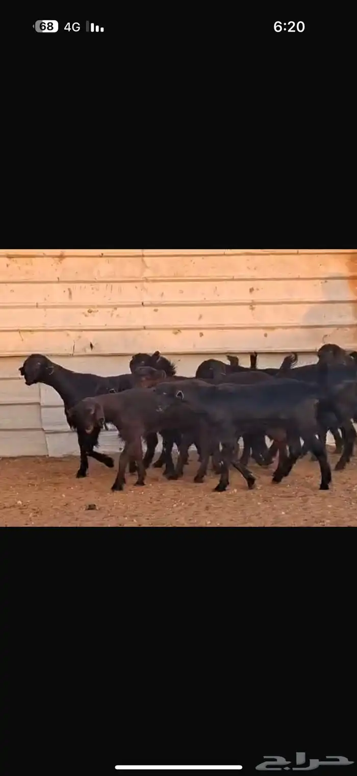 شاميات جذعات 6