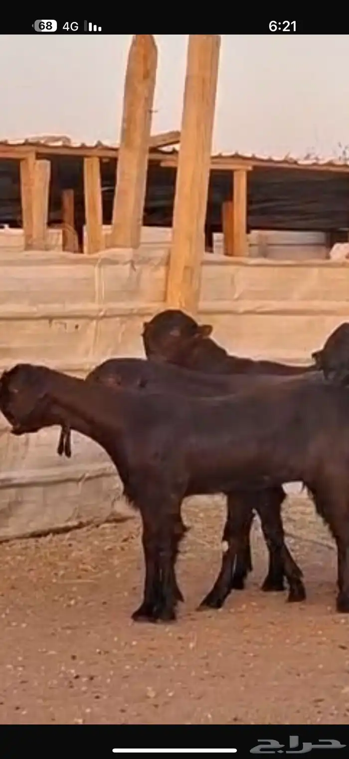 شاميات جذعات 16