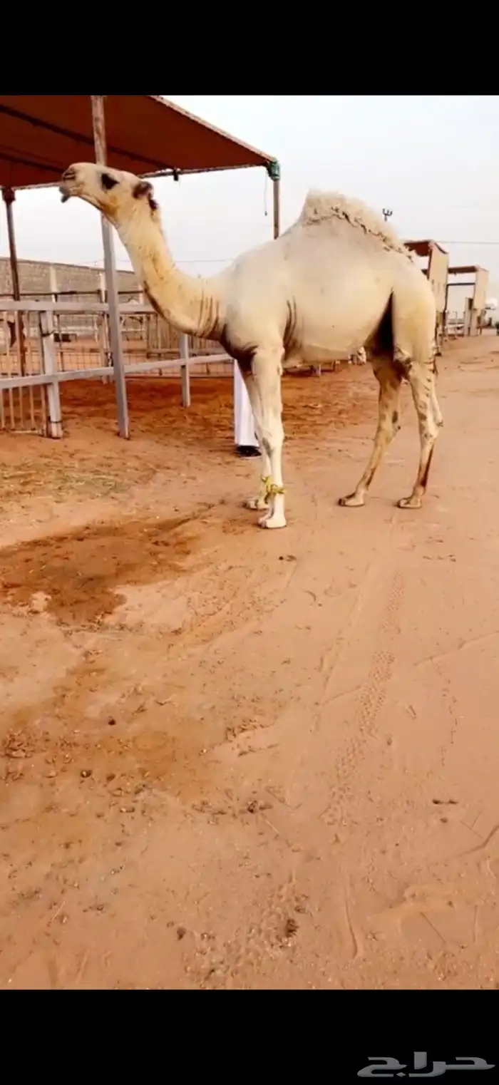 قعدان بواتل طيبة 0