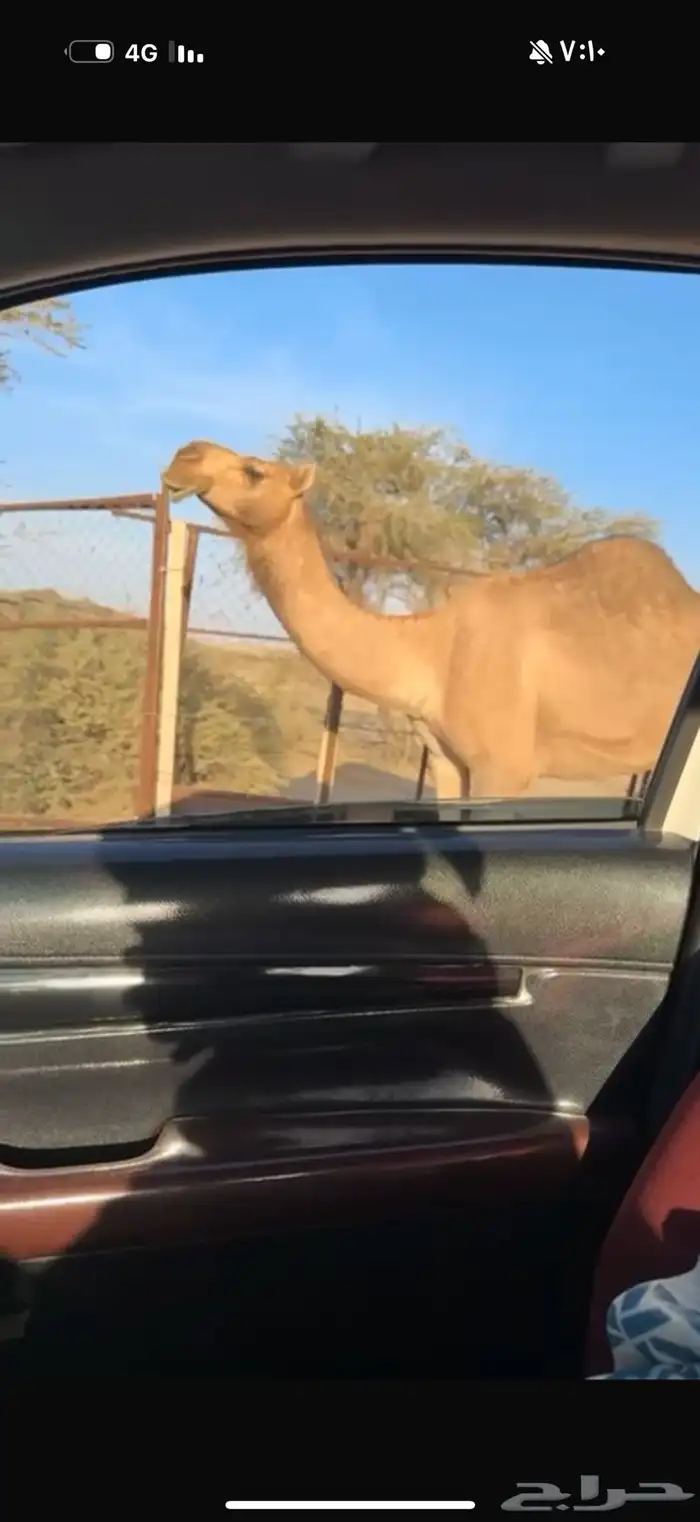 معشر حمرا شيخه كفو السن رباع 0