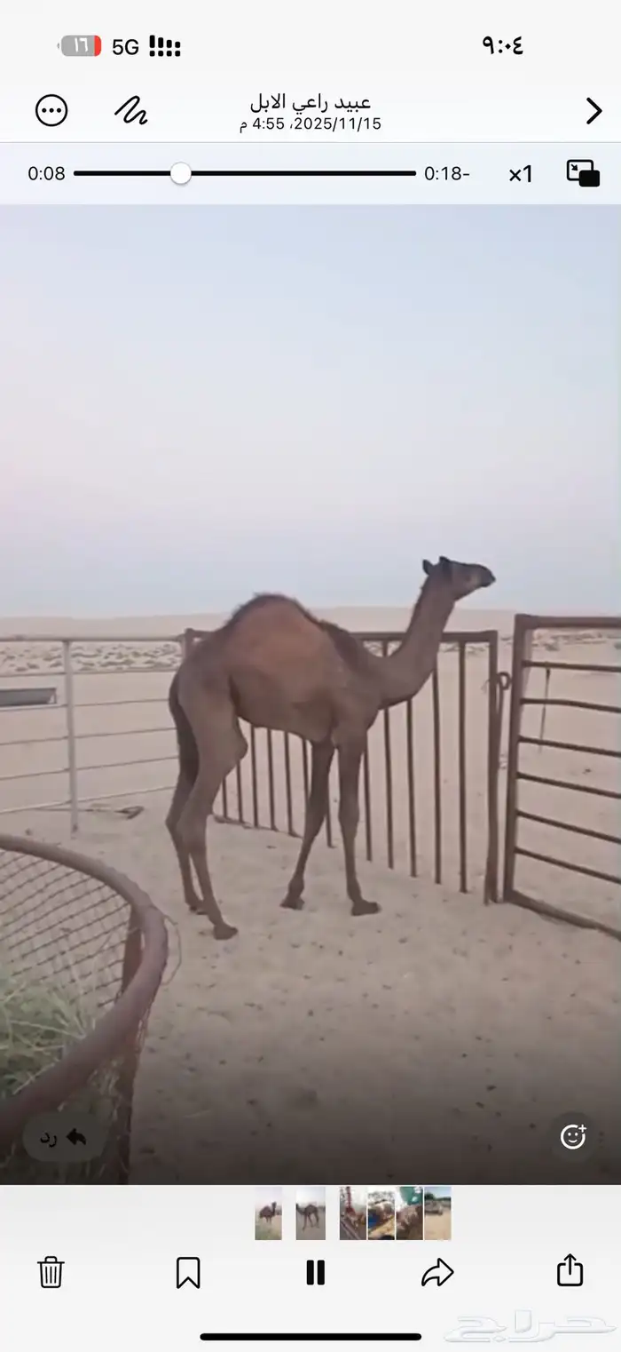 قعدان للبيع 4