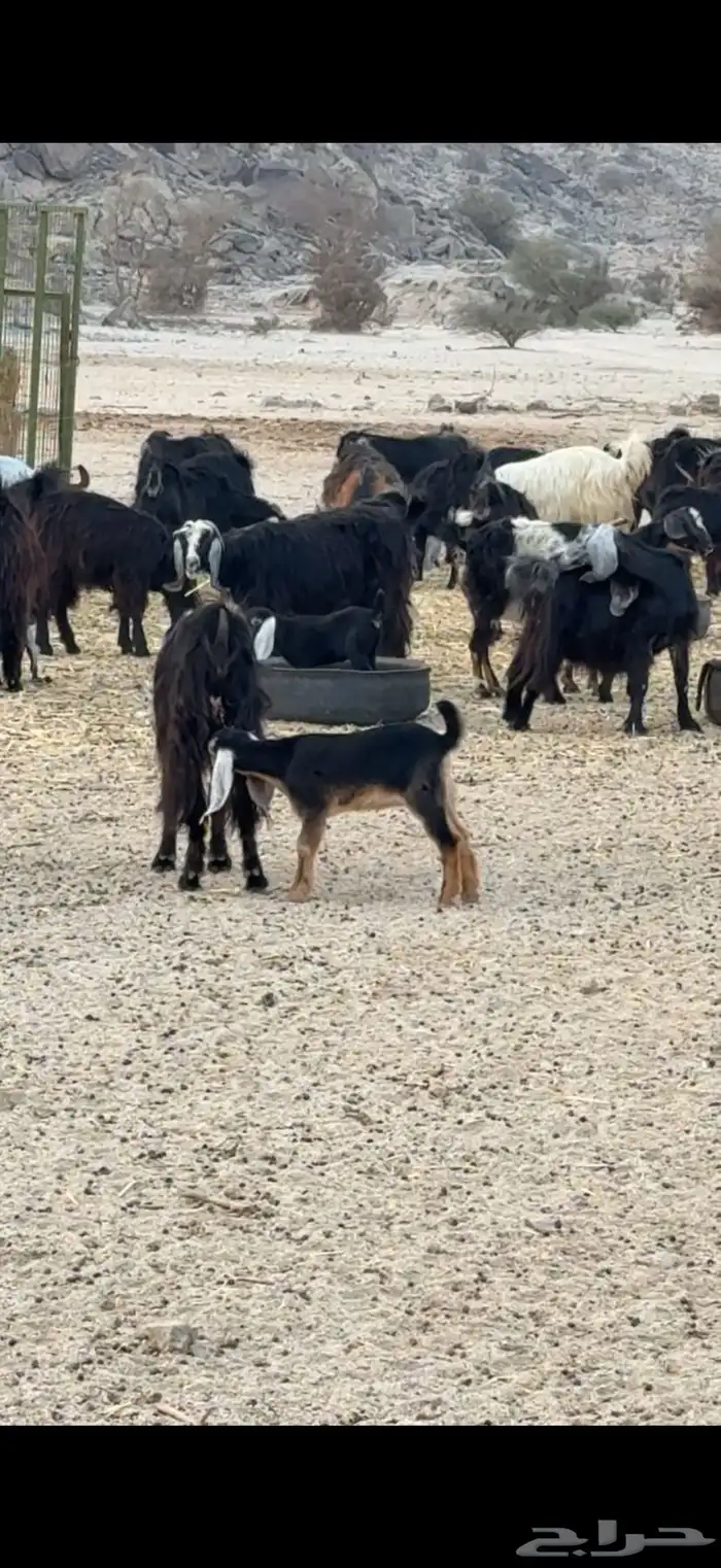 معزا عوارض 7