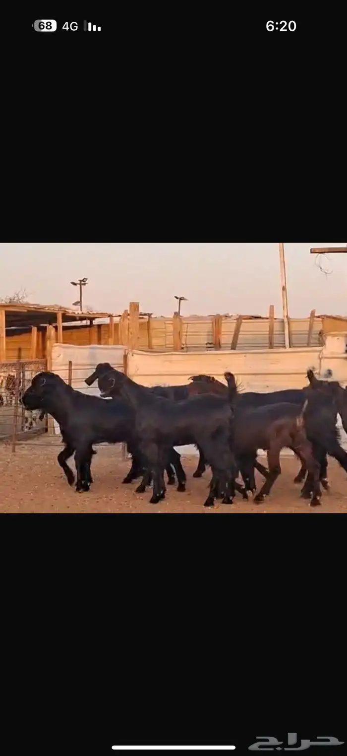 شاميات جذعات 10