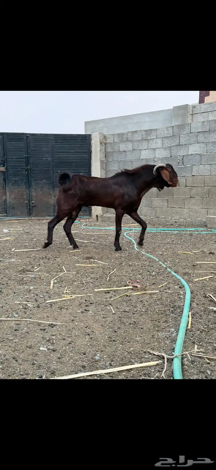 تيس فحل هجين 1