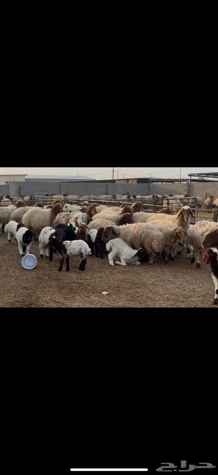 غنم نعيم مطافيل 0