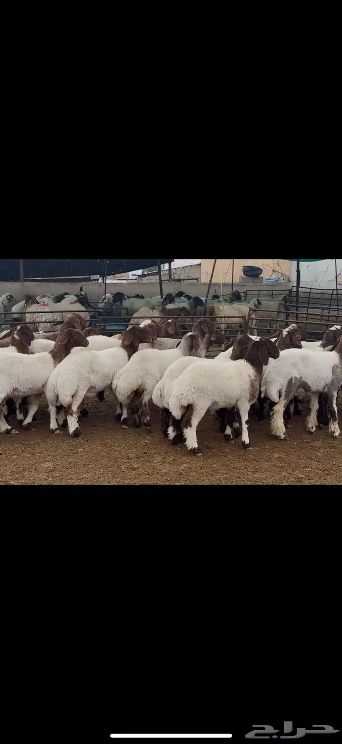 غنم جذعات نعيم 1