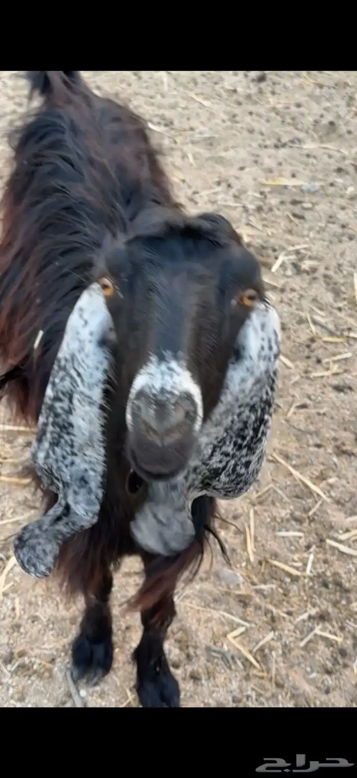 معزا عوارض 0