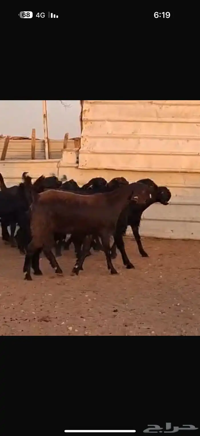 شاميات جذعات 2