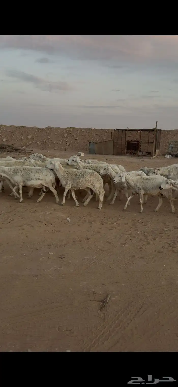 البيع مراح حريات حرش العدد35 بالفحل مشروط 3