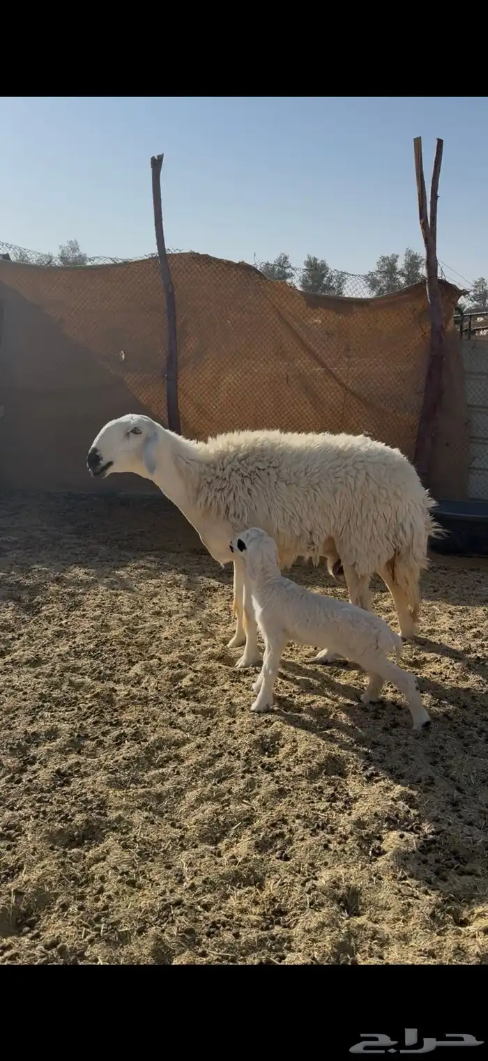 شاه معه رخل 1