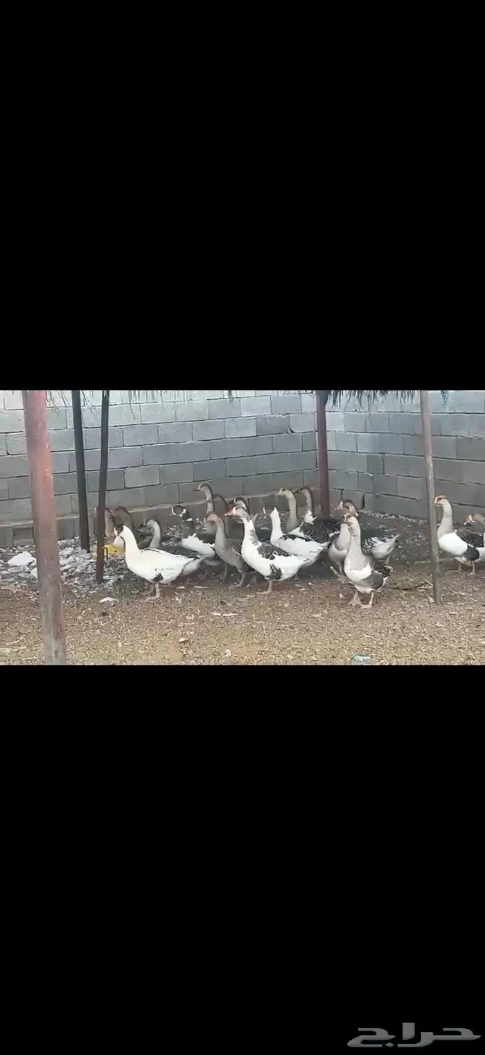 وز هجين عراقي مع وز بلدي 2