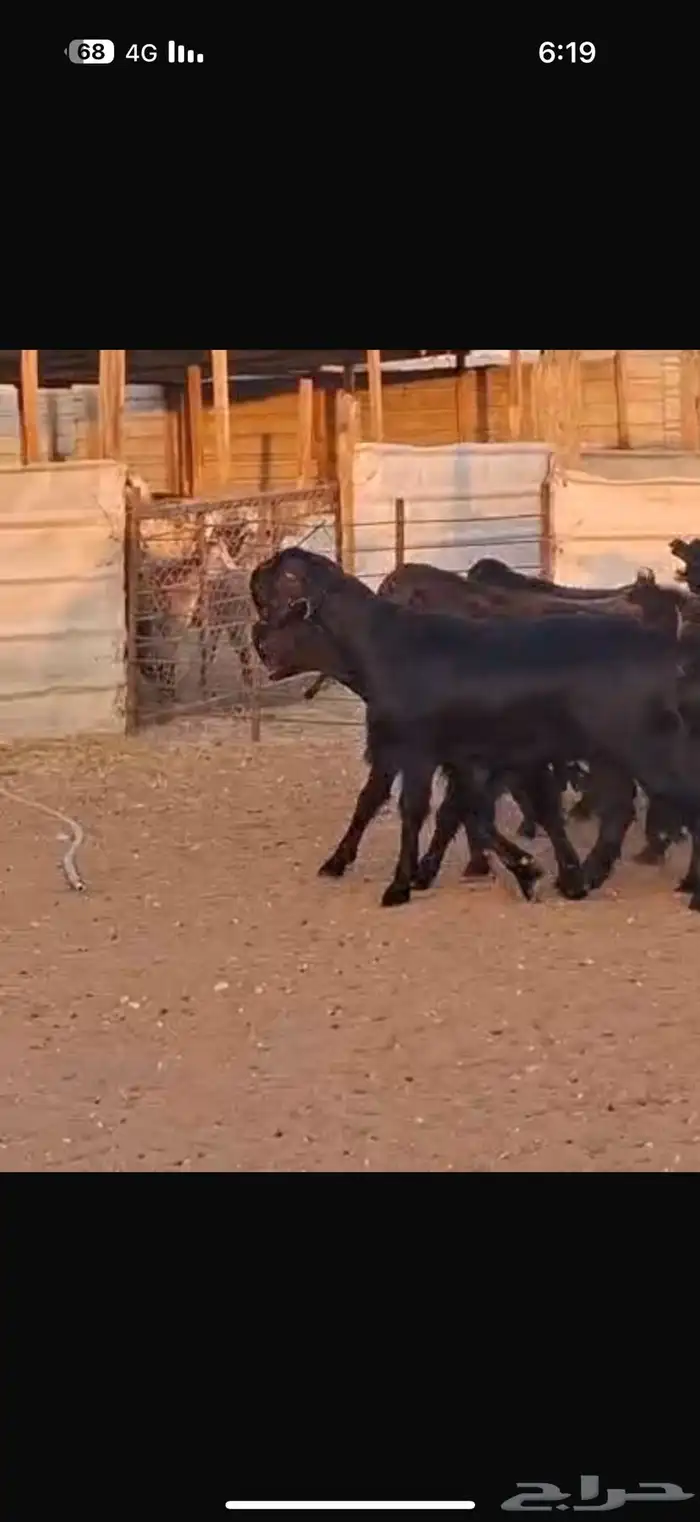 شاميات جذعات 3