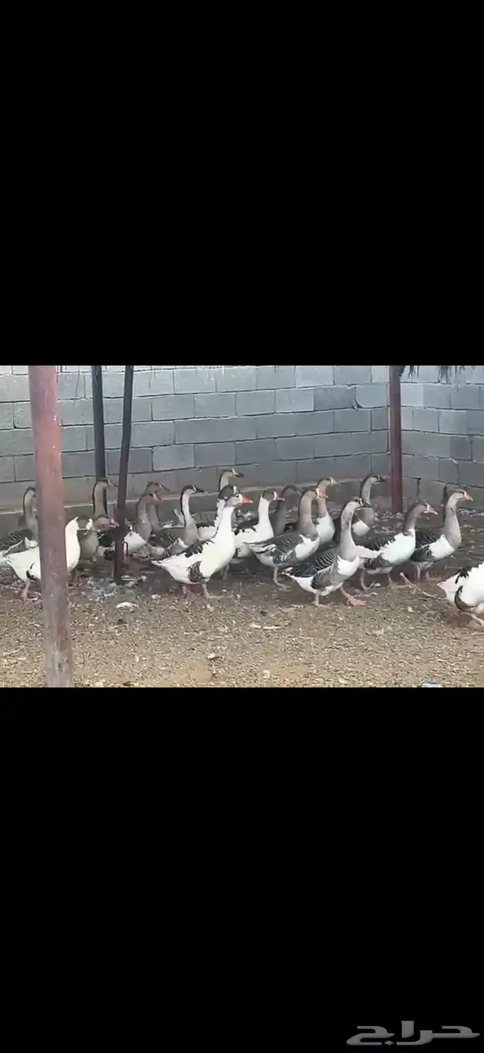 وز هجين عراقي مع وز بلدي 1